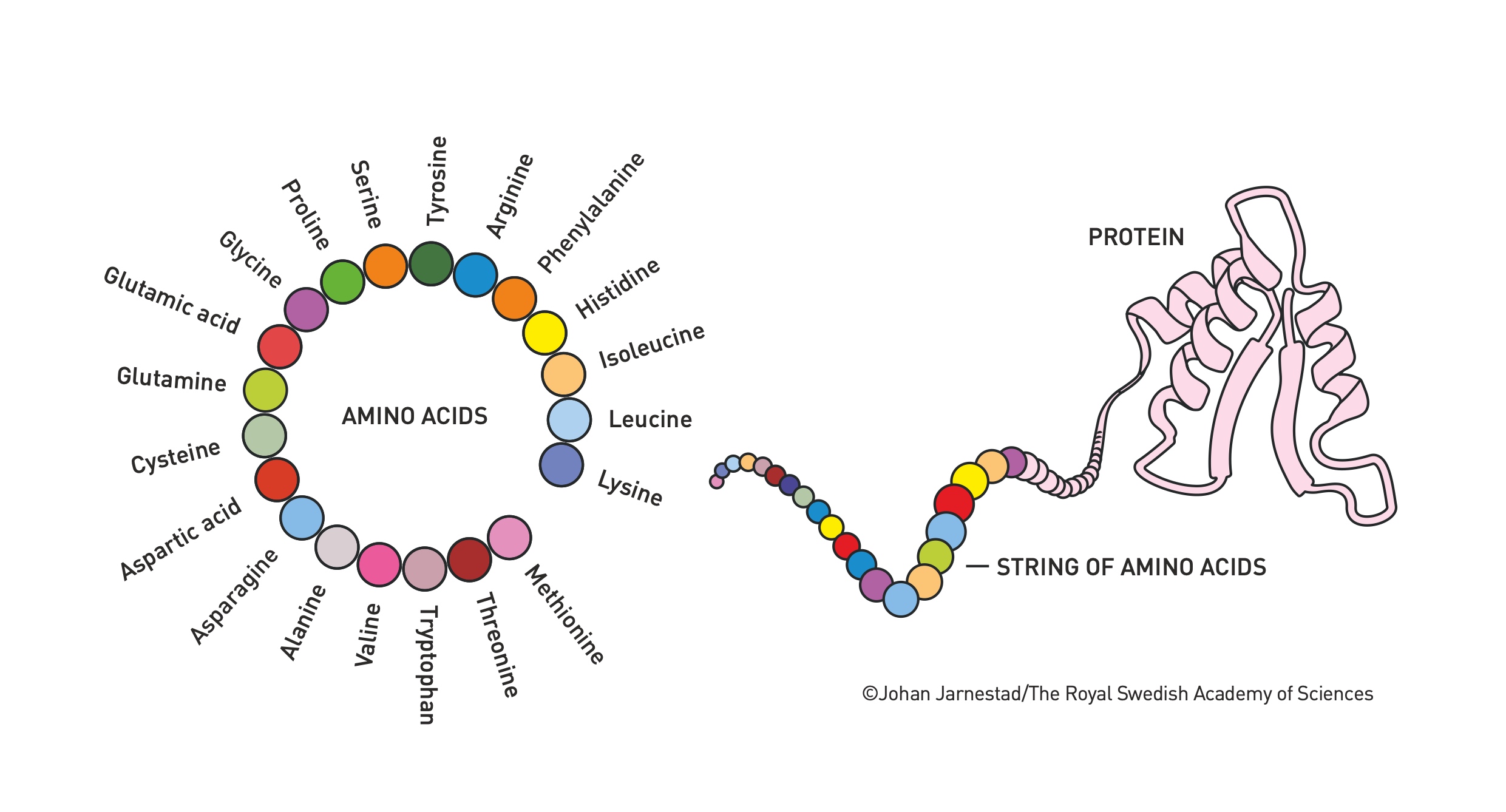 Amino Acids and Protein Structure